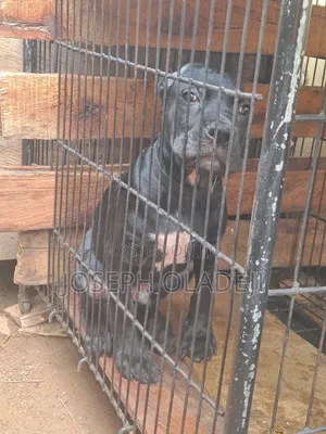 3-6 months Male Purebred Cane Corso