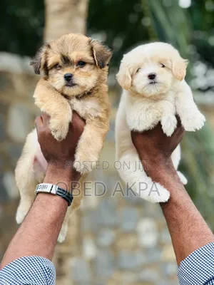 1-3 months Female Purebred Lhasa Apso