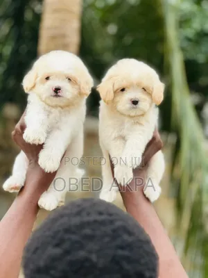 1-3 months Male Purebred Lhasa Apso