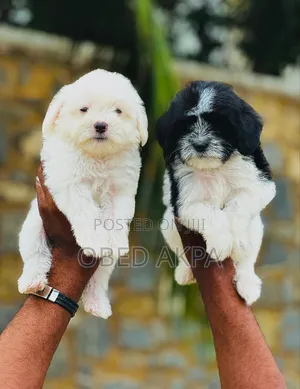 1-3 months Male Purebred Lhasa Apso