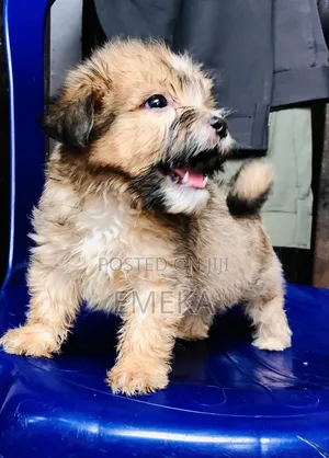 1-3 months Male Purebred Lhasa Apso