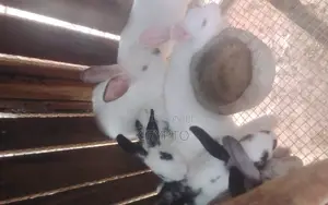 Veterinary Services for Rabbits