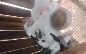 Veterinary Services for Rabbits