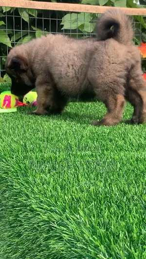 1-3 months Female Purebred Caucasian Shepherd