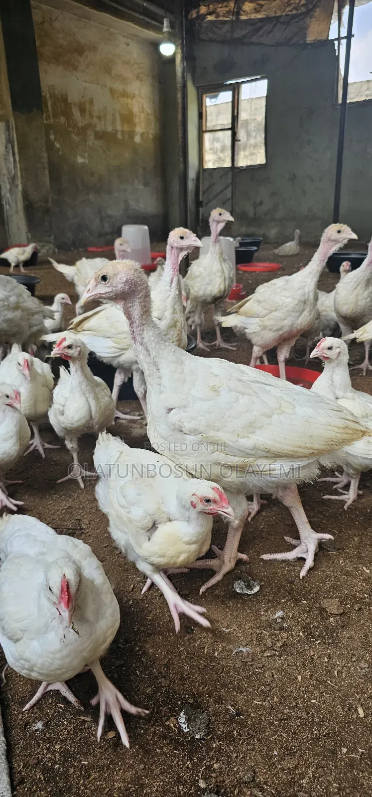 Foreign Turkey Weeks