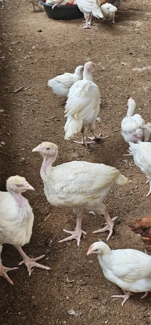 Foreign Turkey Weeks