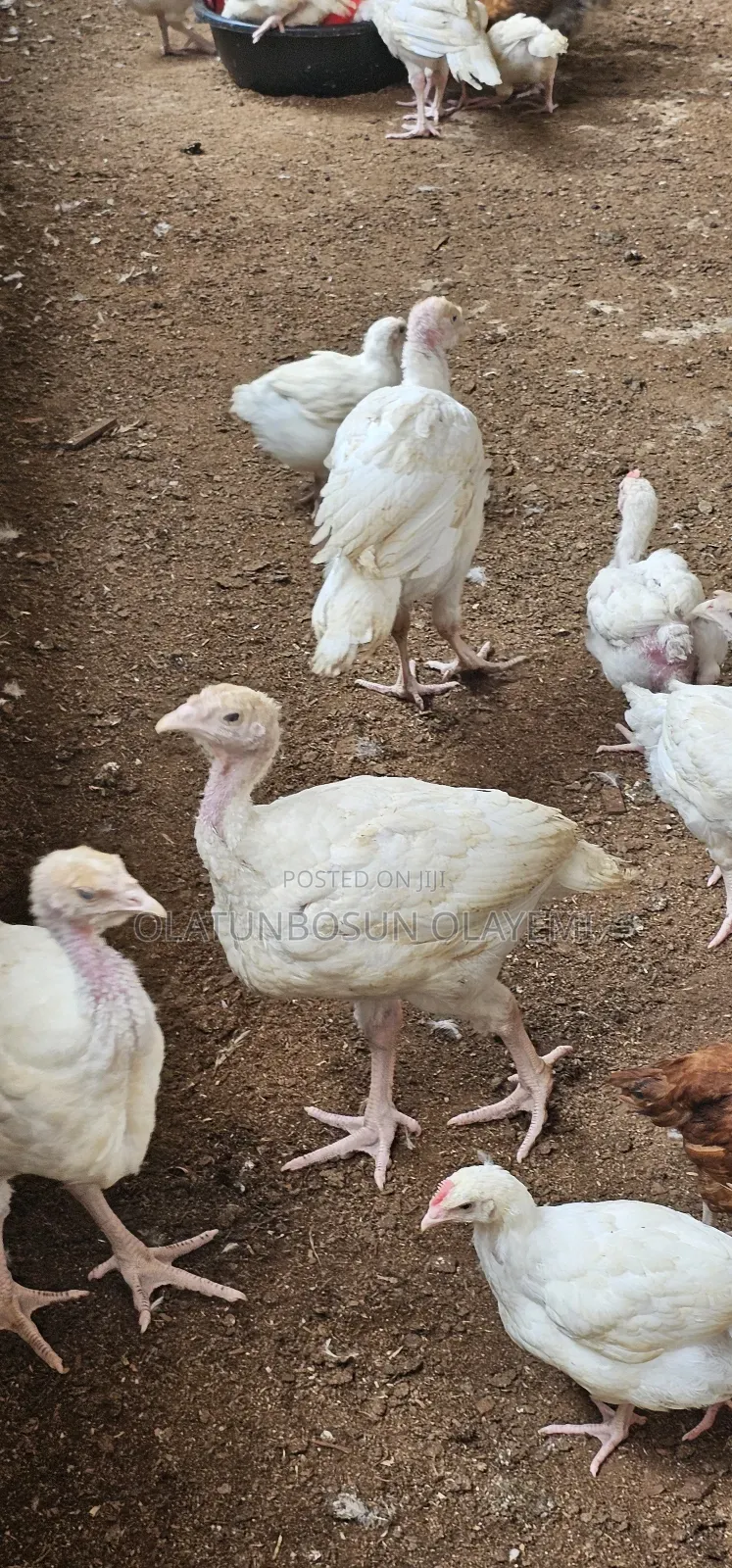 Foreign Turkey Weeks