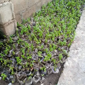 Bulk Stevia Seedlings