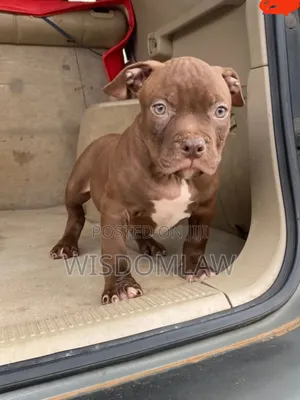 1-3 months Male Purebred American Bully