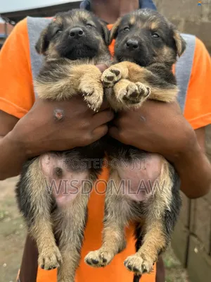 1-3 months Female Purebred German Shepherd