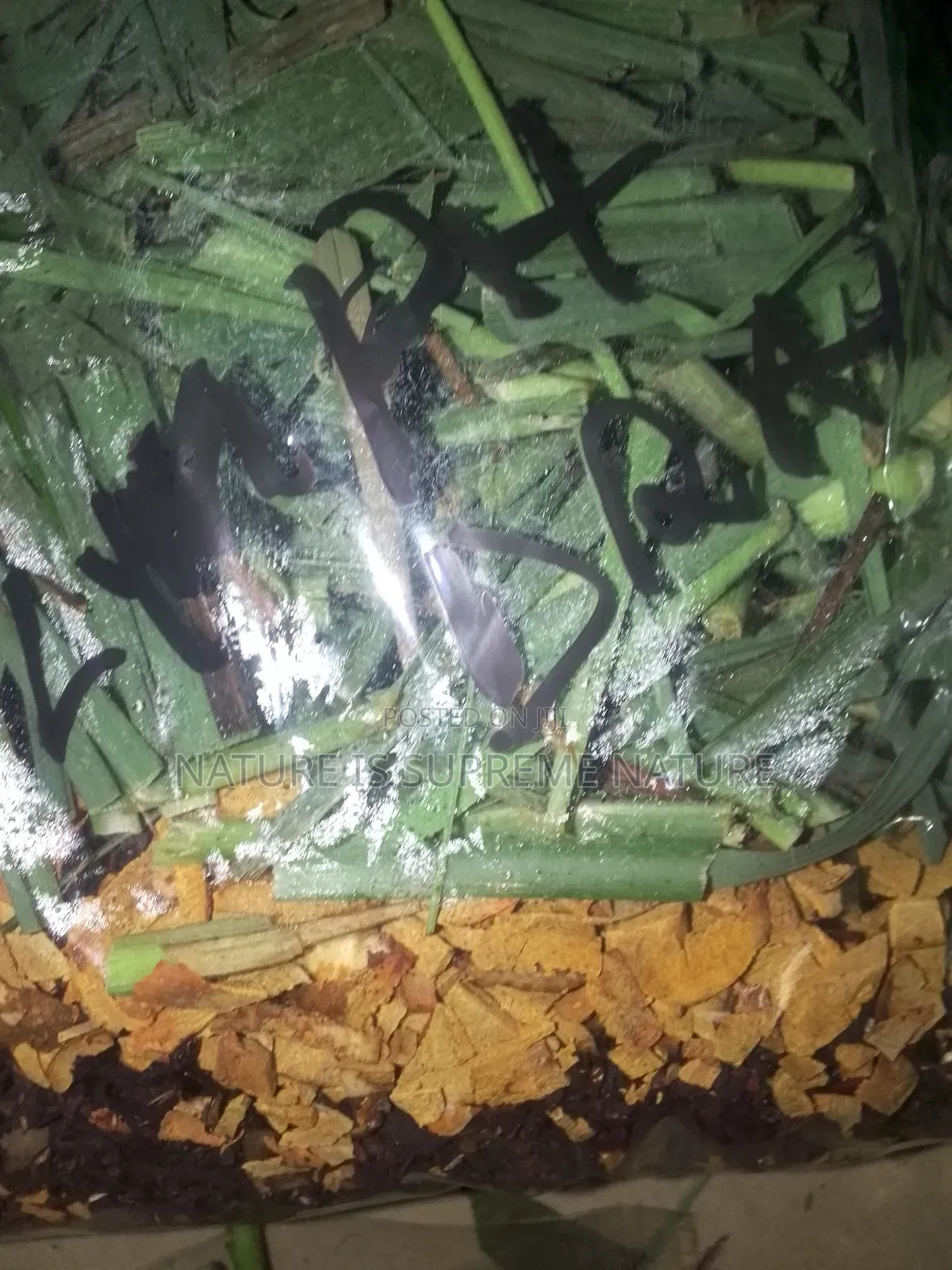 Herbs for Sickle Cell Anaemia