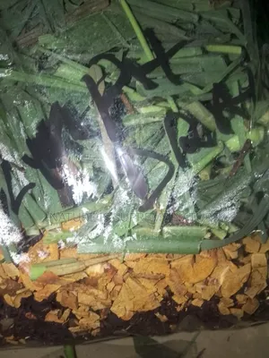 Herbs for Sickle Cell Anaemia