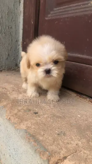 1-3 months Female Purebred Lhasa Apso