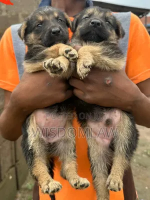 1-3 months Male Purebred German Shepherd