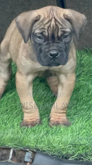 1-3 months Male Purebred Bullmastiff