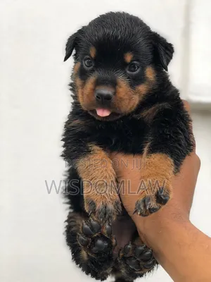 1-3 months Female Purebred Rottweiler