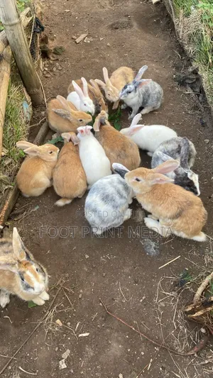 Smart and Healthy Bunny