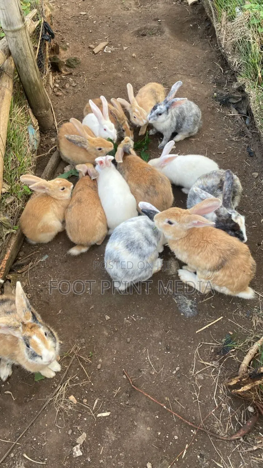 Smart and Healthy Bunny