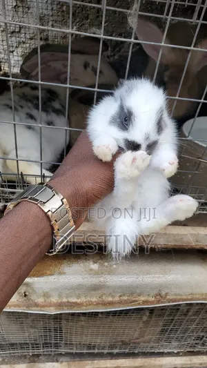 Rabbits Are Available