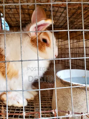 Rabbits Are Available