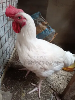 Chicken Hub