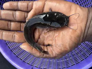 Fingerlings, Post Fingerlings, Standard Juvenile and Jumbo