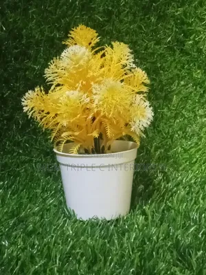 Wholesalers Price. Mini Cup Flower
