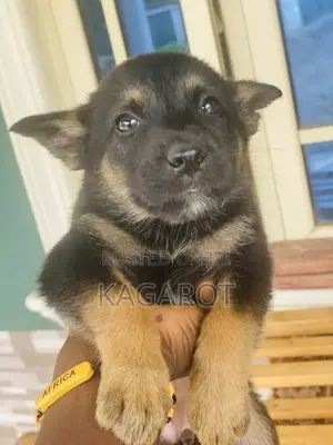 1-3 months Female Purebred German Shepherd