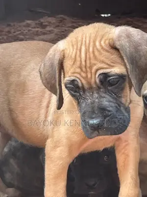 1-3 months Female Purebred Boerboel