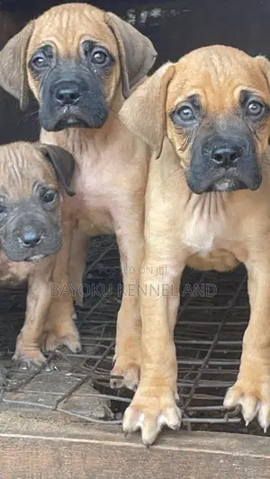 1-3 months Female Purebred Boerboel