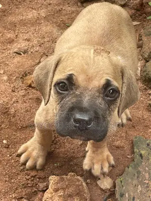 1-3 months Male Purebred Boerboel