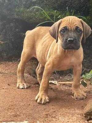 1-3 months Female Purebred Boerboel