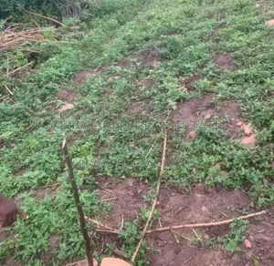 A Standard Plot of Land Available at Akilapa Estate