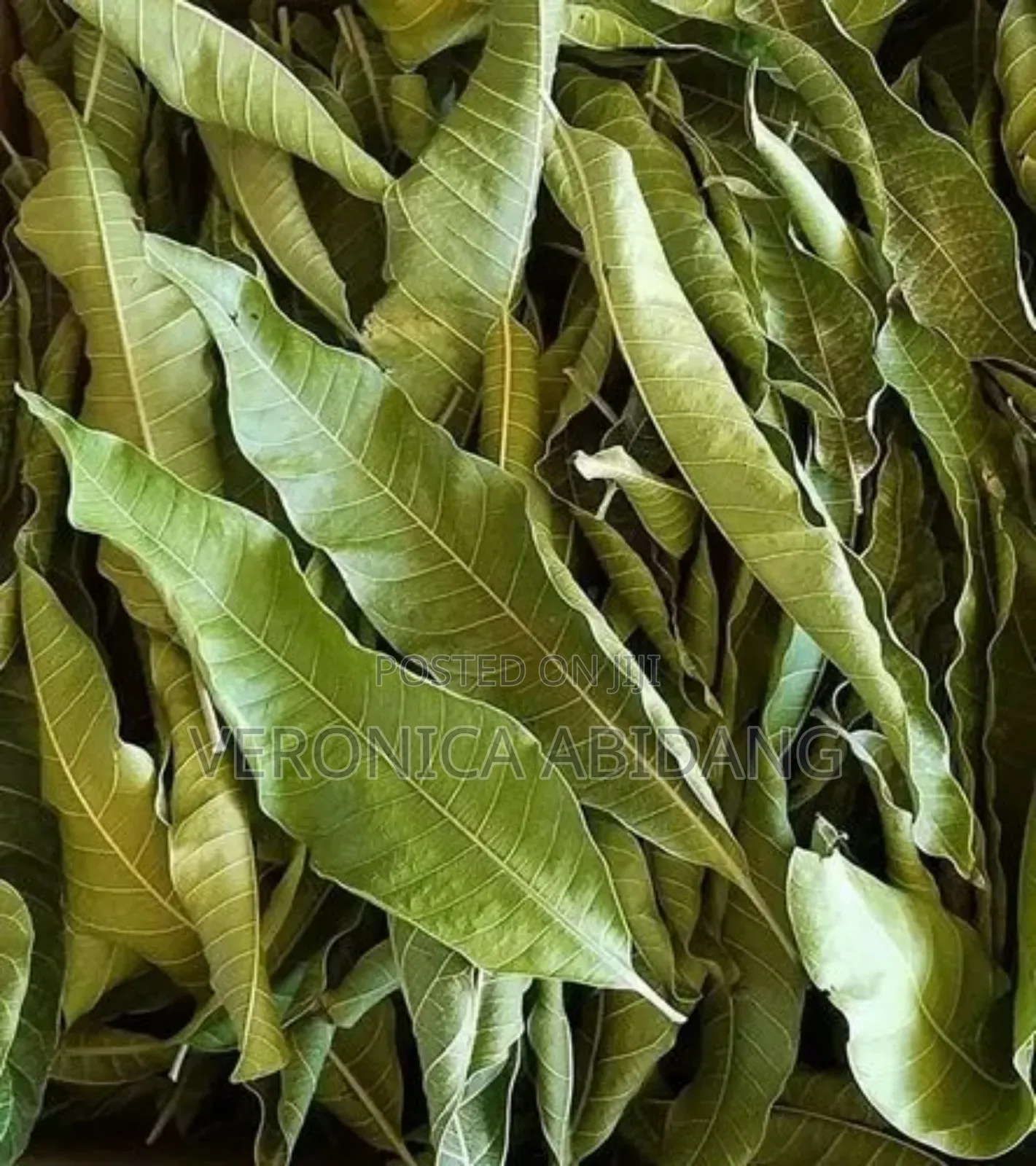 Dried Mango Leaf