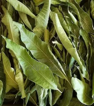 Dried Mango Leaf