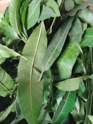 Dried Mango Leaf