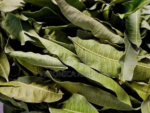 Dried Mango Leaf