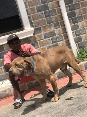 1+ year Male Purebred Cane Corso