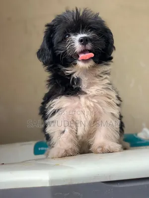1-3 months Female Purebred Lhasa Apso