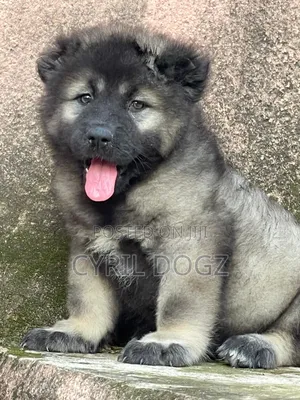 1-3 months Female Purebred Caucasian Shepherd