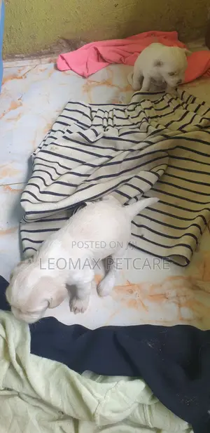 1-3 months Female Purebred Lhasa Apso