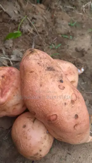 Ofsp Sweet Potatoes Vines