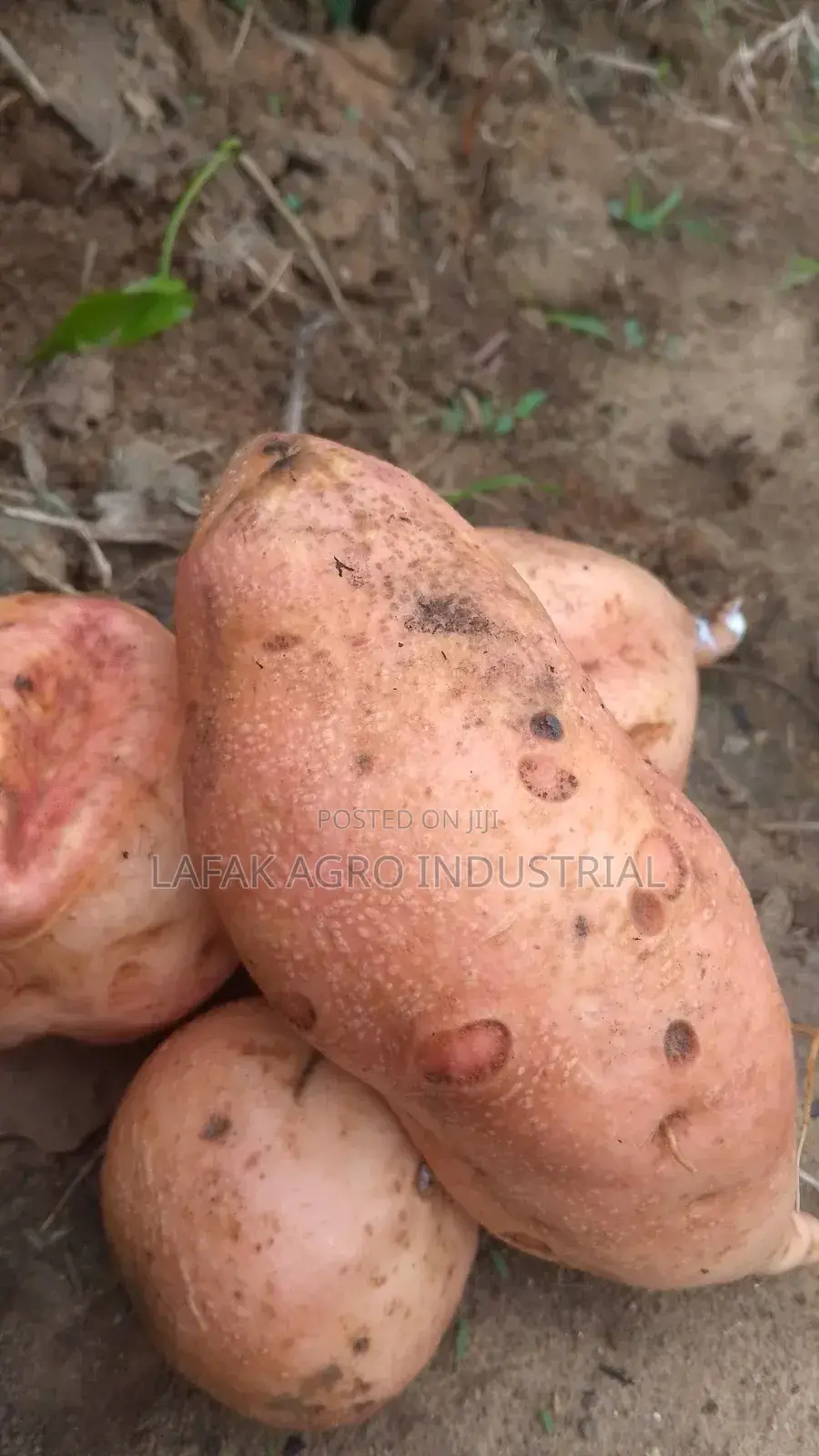 Ofsp Sweet Potatoes Vines