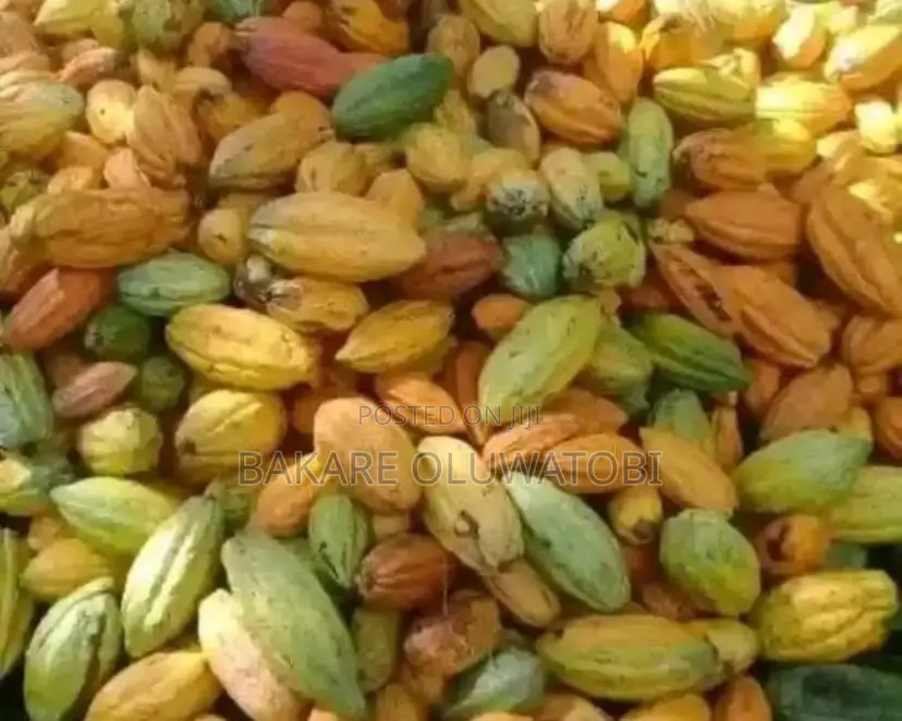 Cocoa Pods