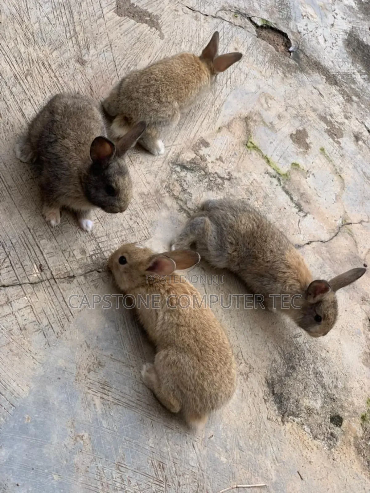 Rabbit Weaners