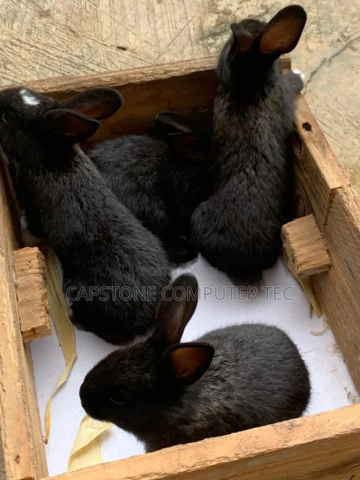 Rabbit Weaners