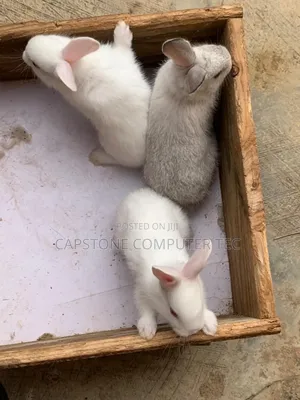 Rabbit Weaners