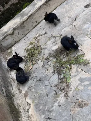 Rabbit Weaners