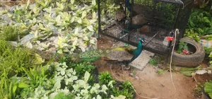Mature Peacocks