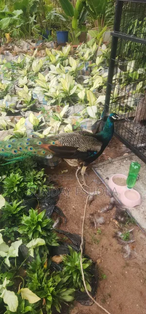 Mature Peacocks